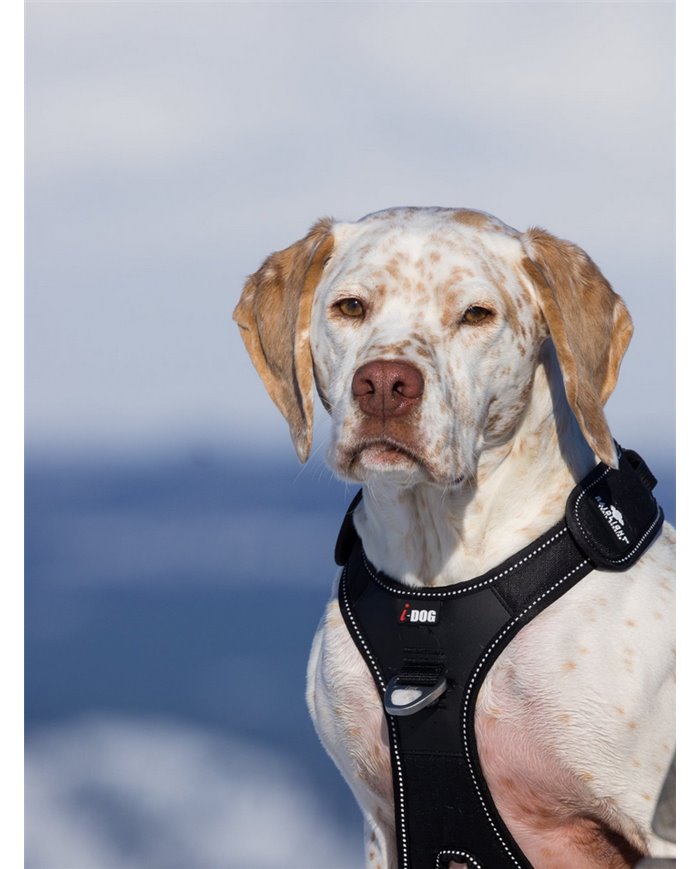 HARNAIS I-DOG